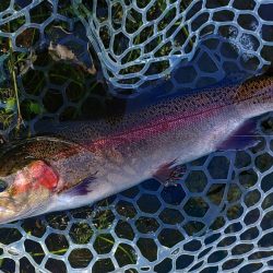 10/23　でっかいロックトラウトをキャッチ！ ～フィッシングパーク高島の泉～